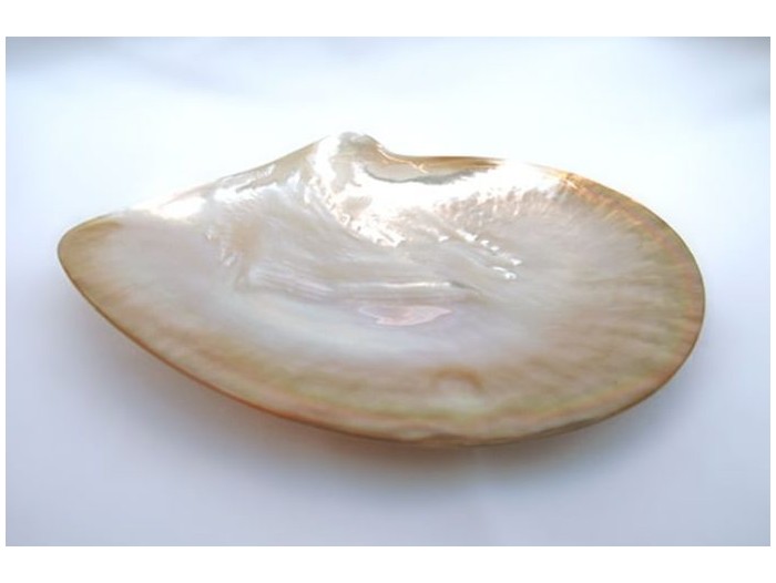 Caviar bowl made of real mother-of-pearl